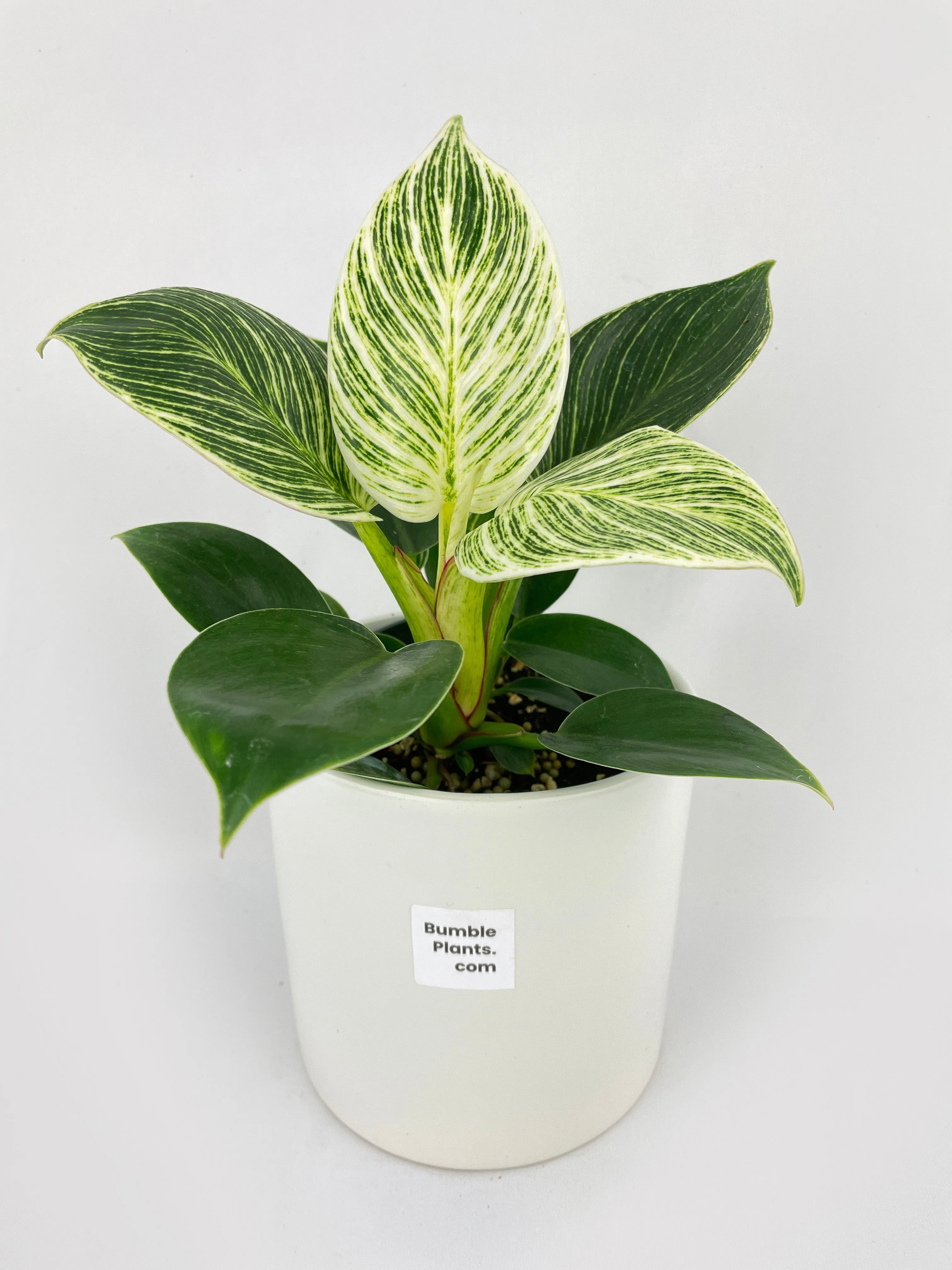 Bumble Plants Philodendron Birkin Variegata