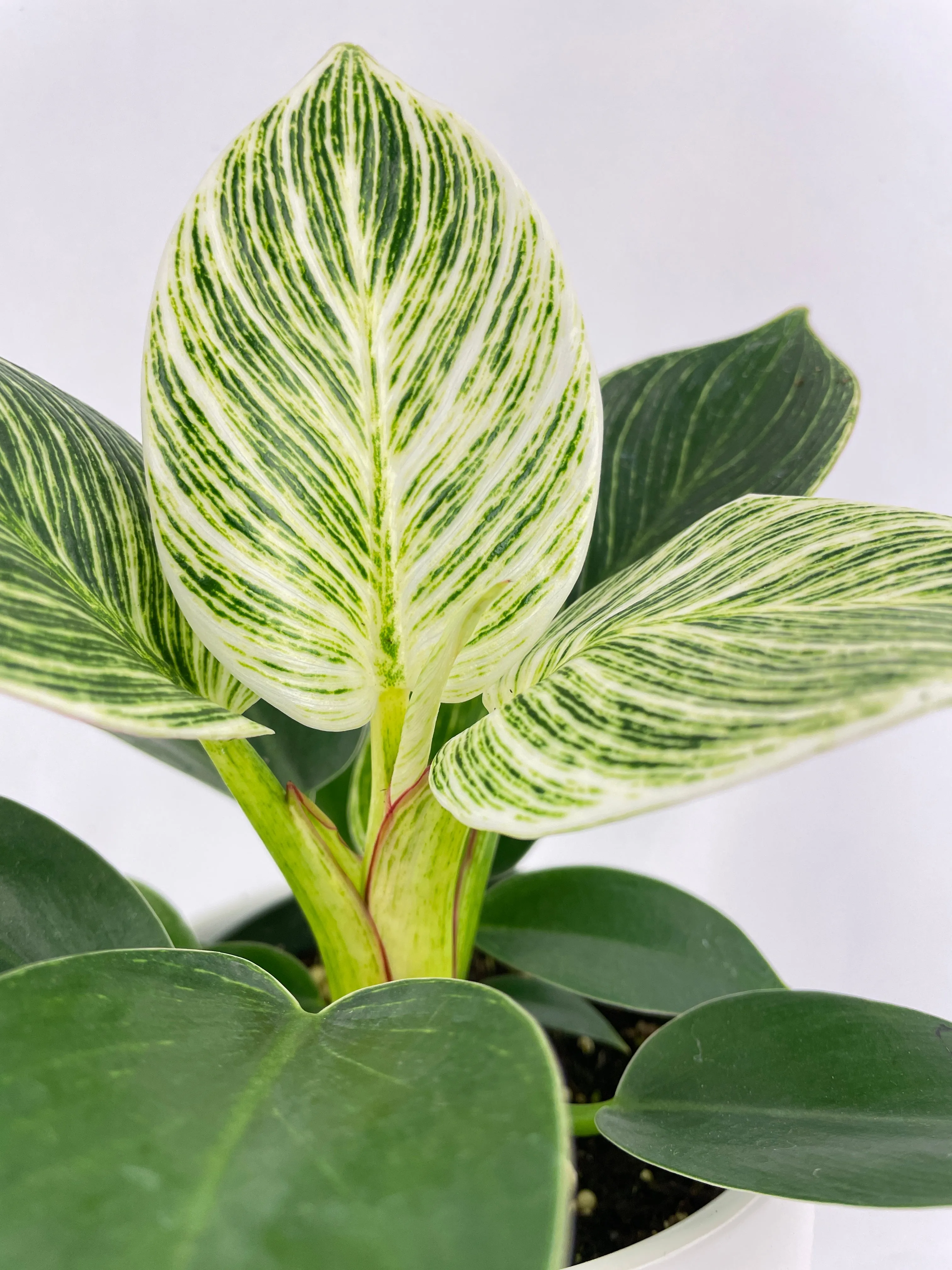 Bumble Plants Philodendron Birkin Variegata