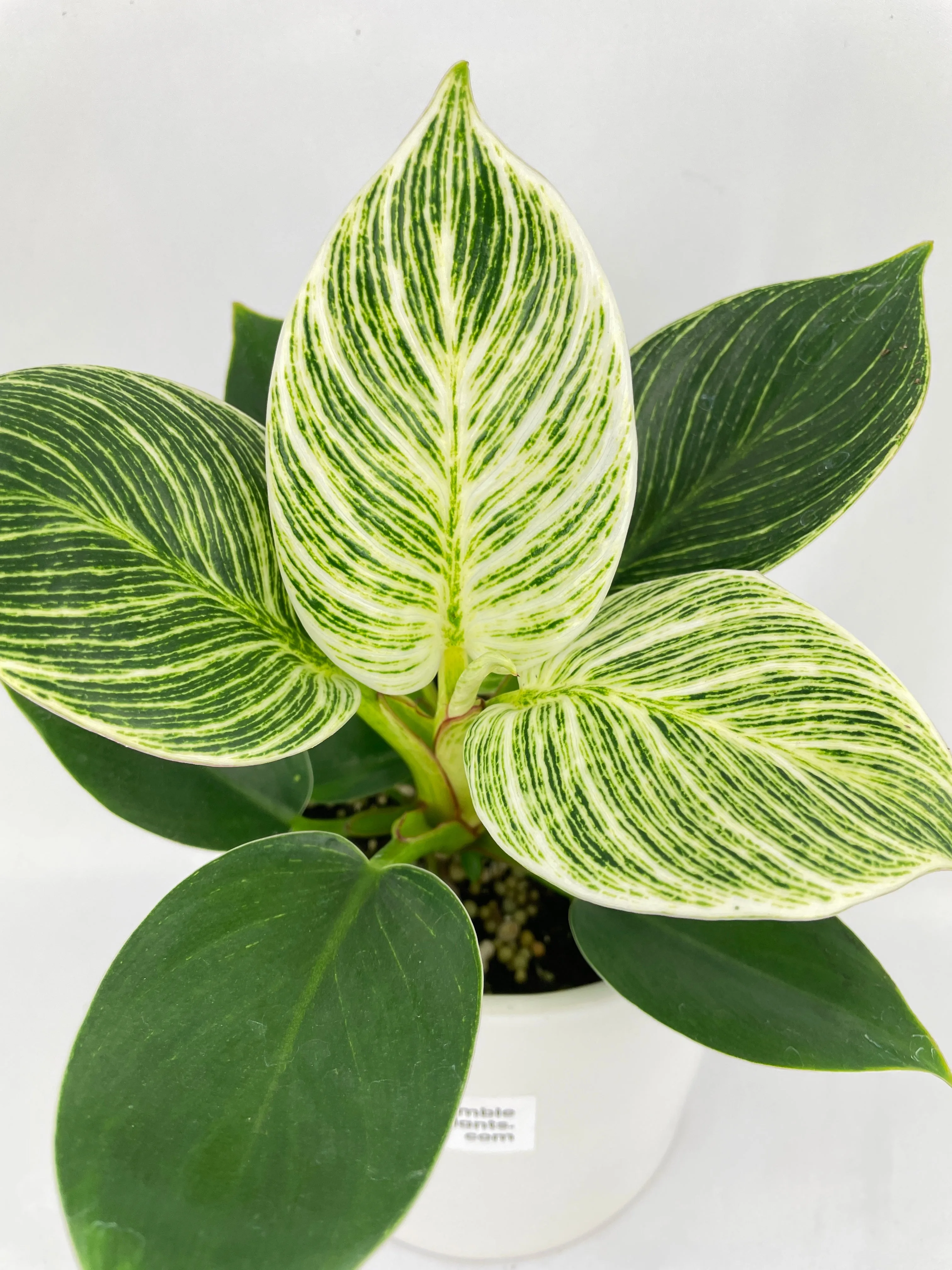 Bumble Plants Philodendron Birkin Variegata