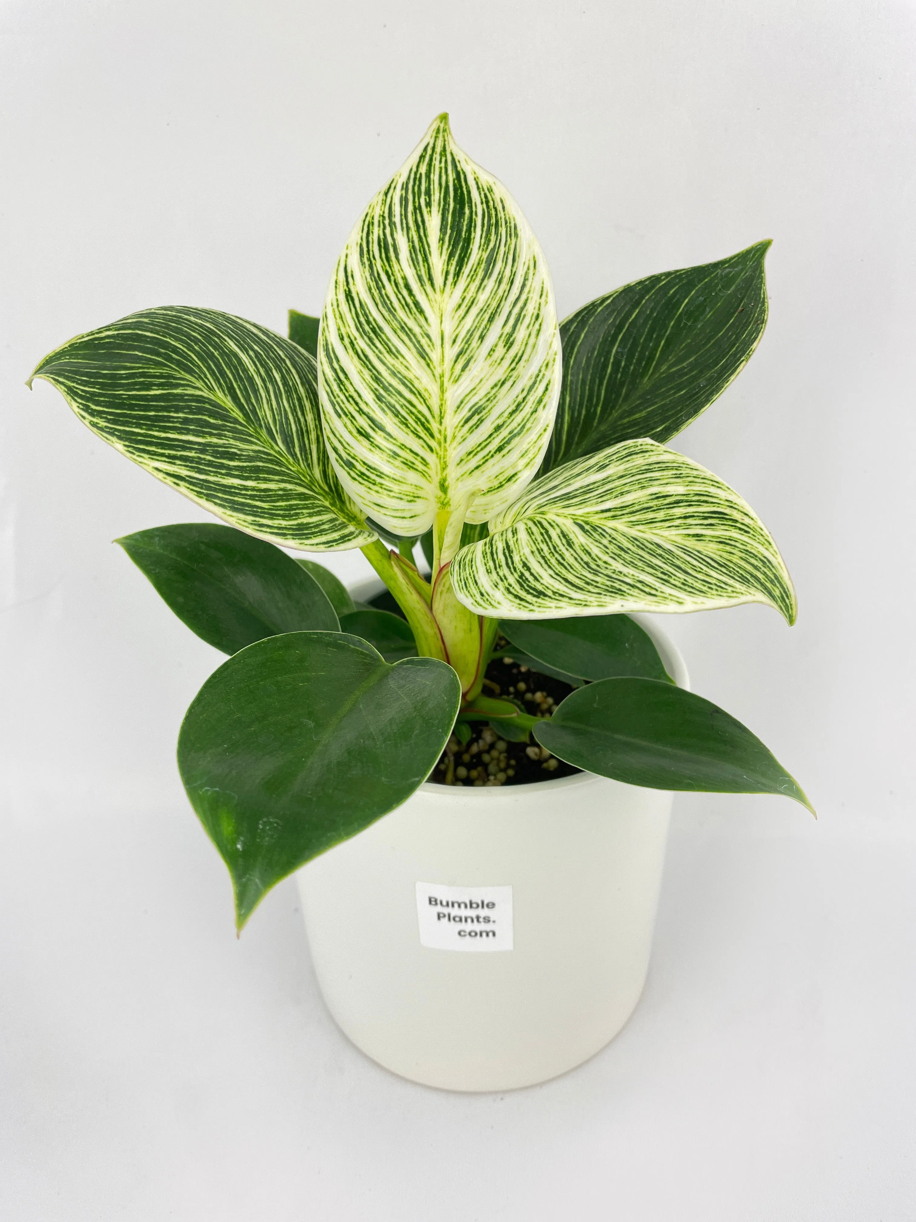 Bumble Plants Philodendron Birkin Variegata