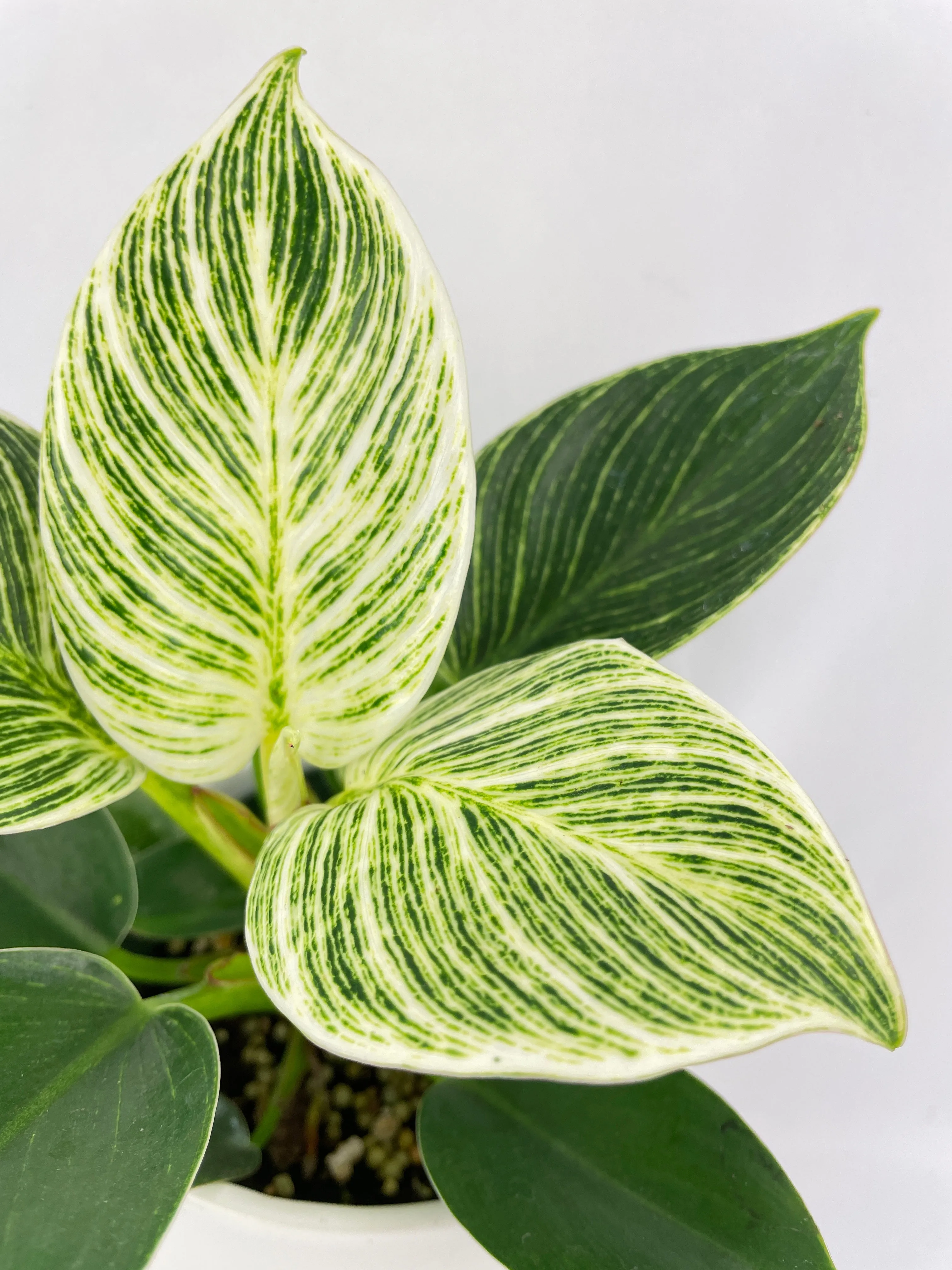 Bumble Plants Philodendron Birkin Variegata