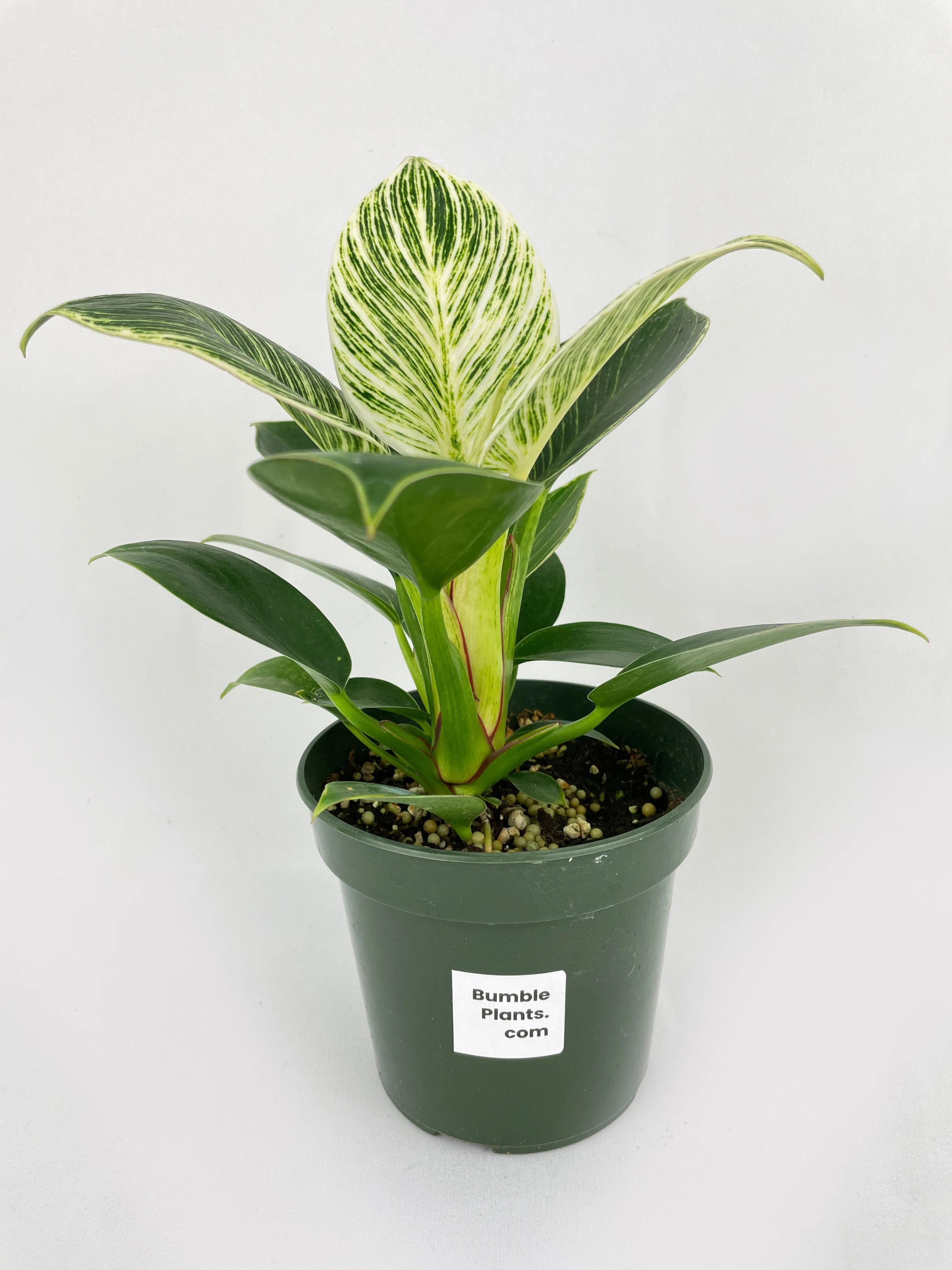 Bumble Plants Philodendron Birkin Variegata