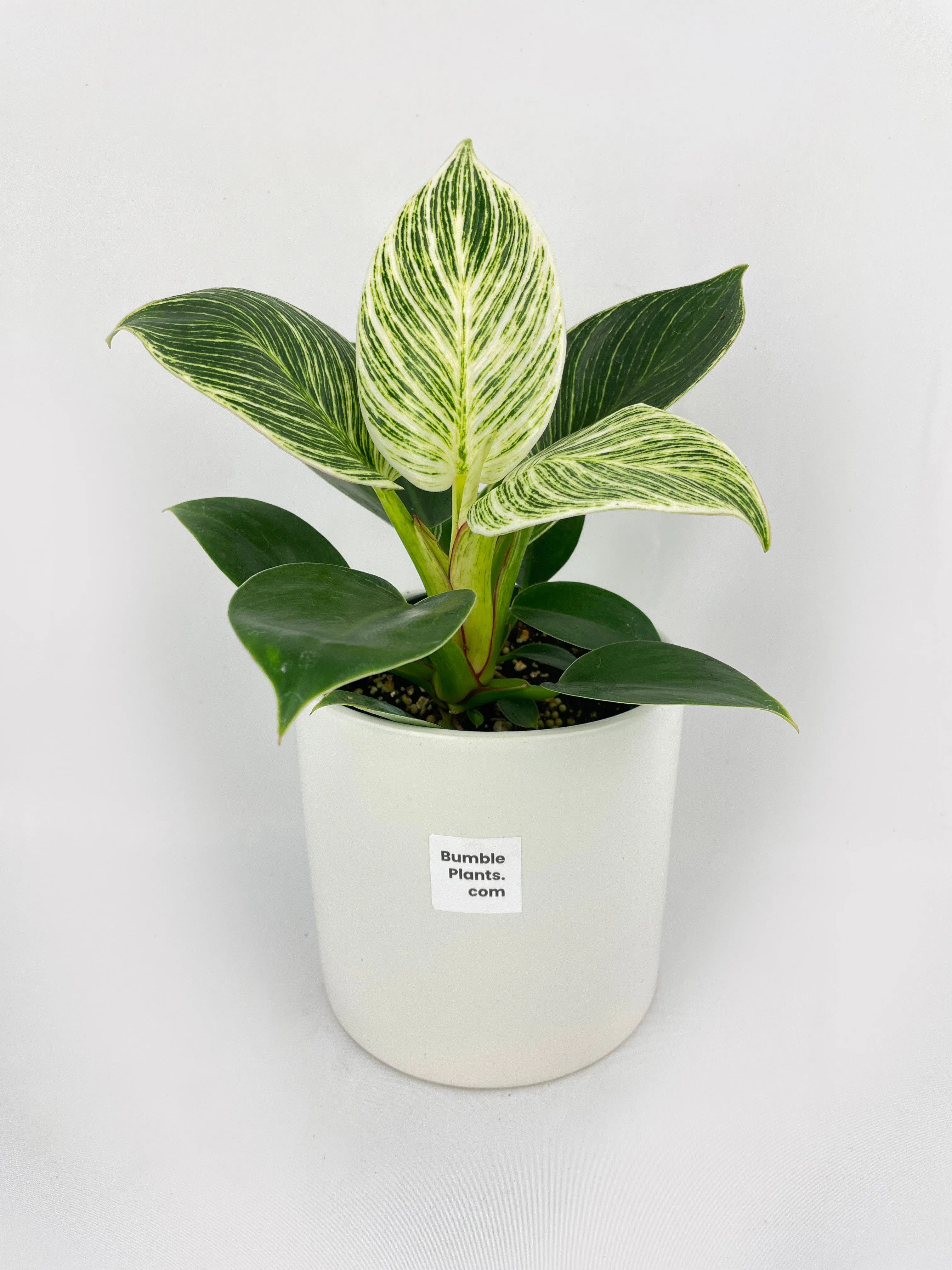 Bumble Plants Philodendron Birkin Variegata