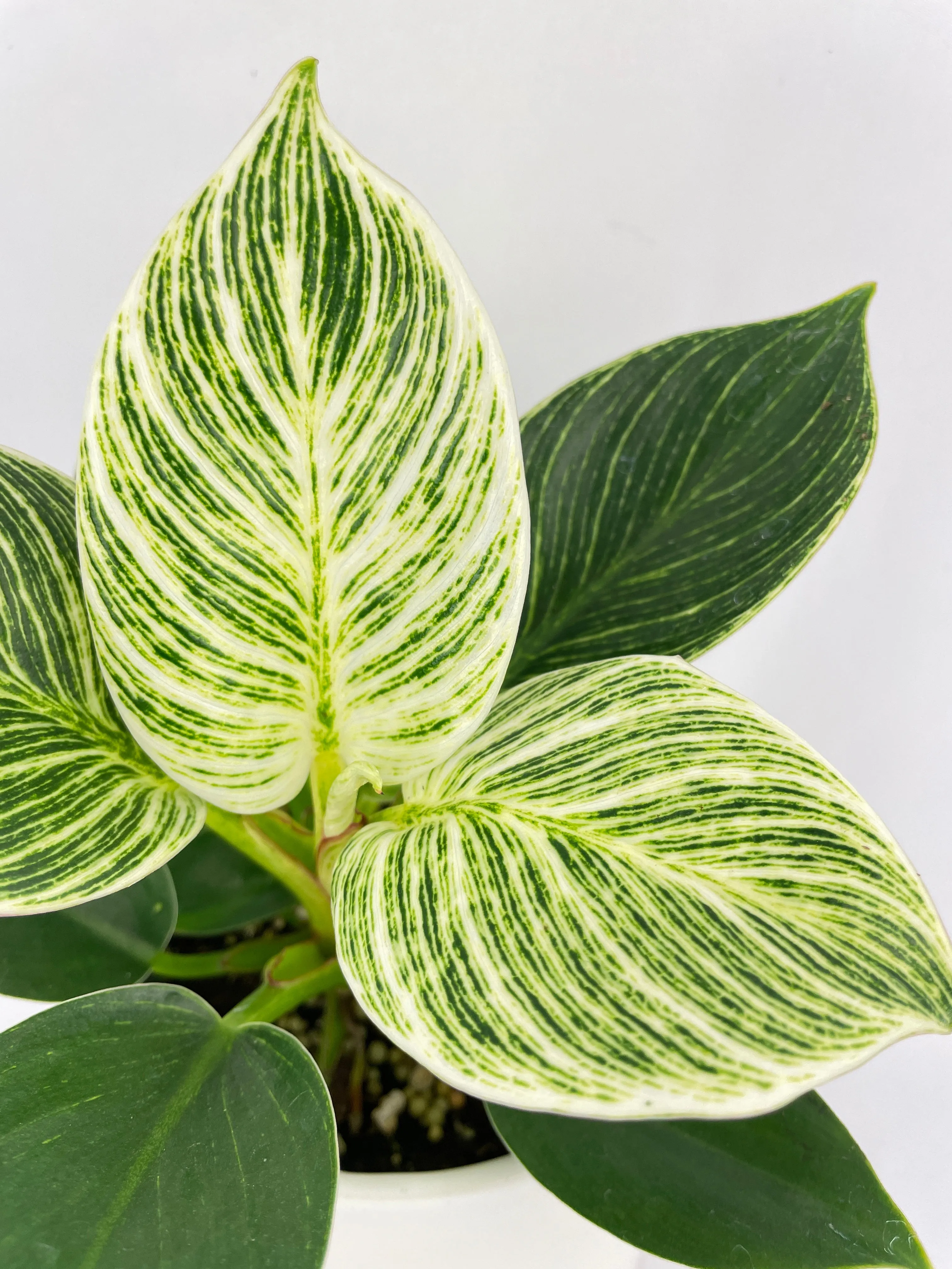 Bumble Plants Philodendron Birkin Variegata