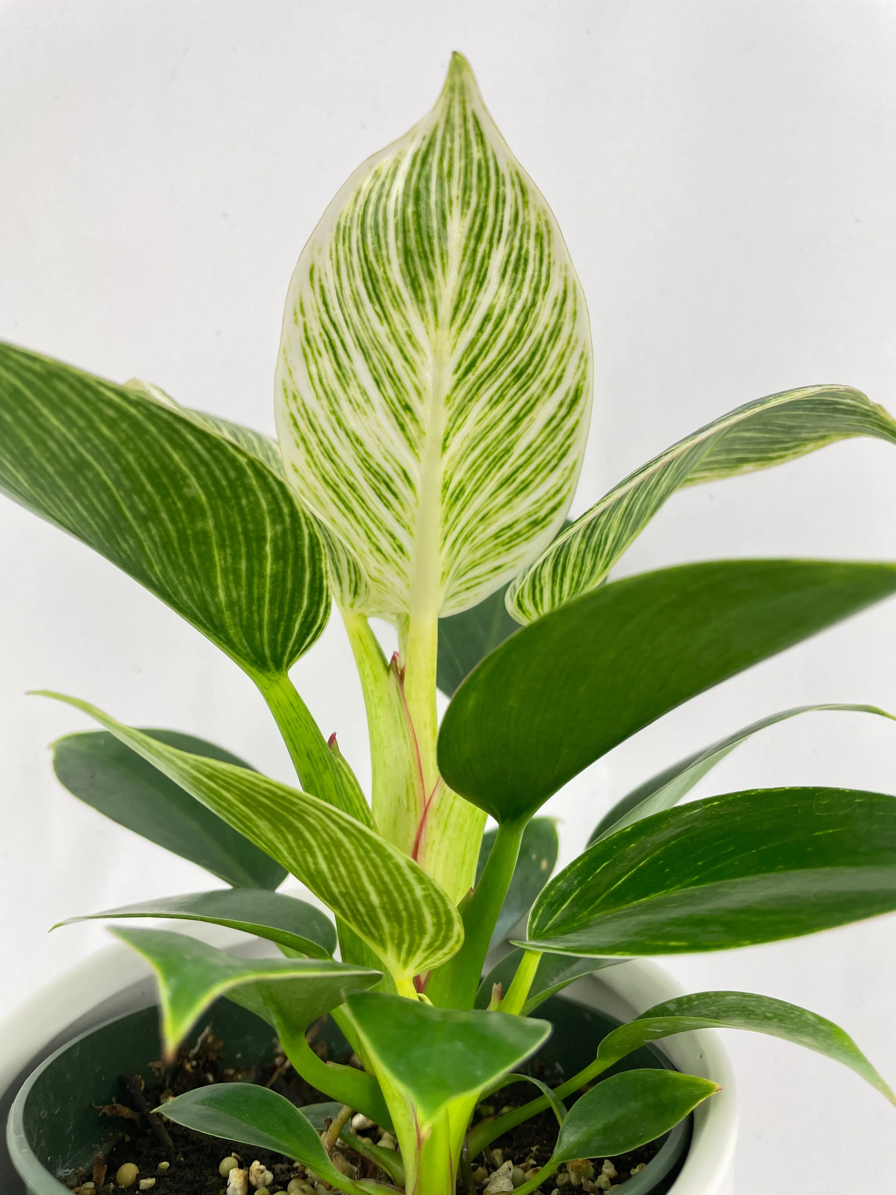 Bumble Plants Philodendron Birkin Variegata