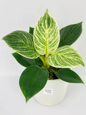 Bumble Plants Philodendron Birkin Variegata