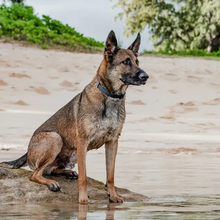 Ikonic Aqua Waterproof Dog Collar