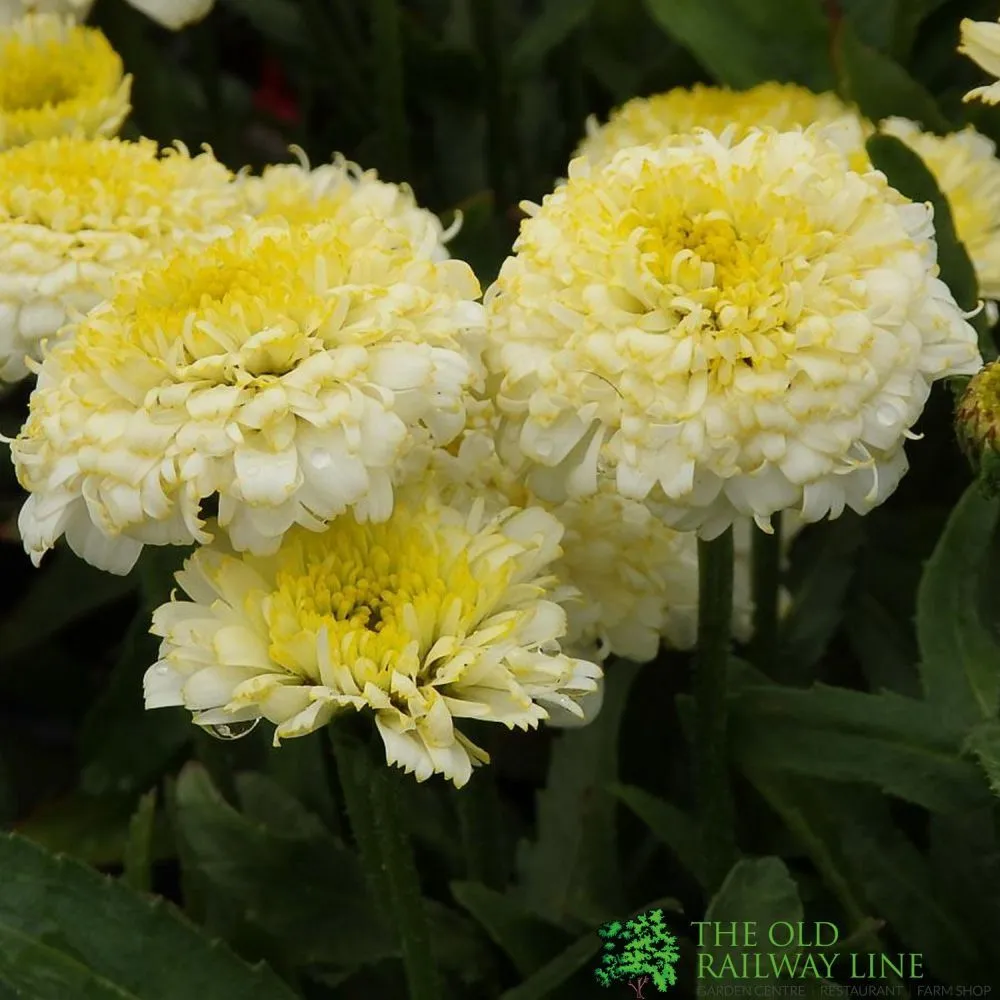 Leucanthemum x superbum 'Luna' Plant 2Ltr Pot