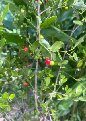 Maiden Berry (Crossopetalum rhacoma)