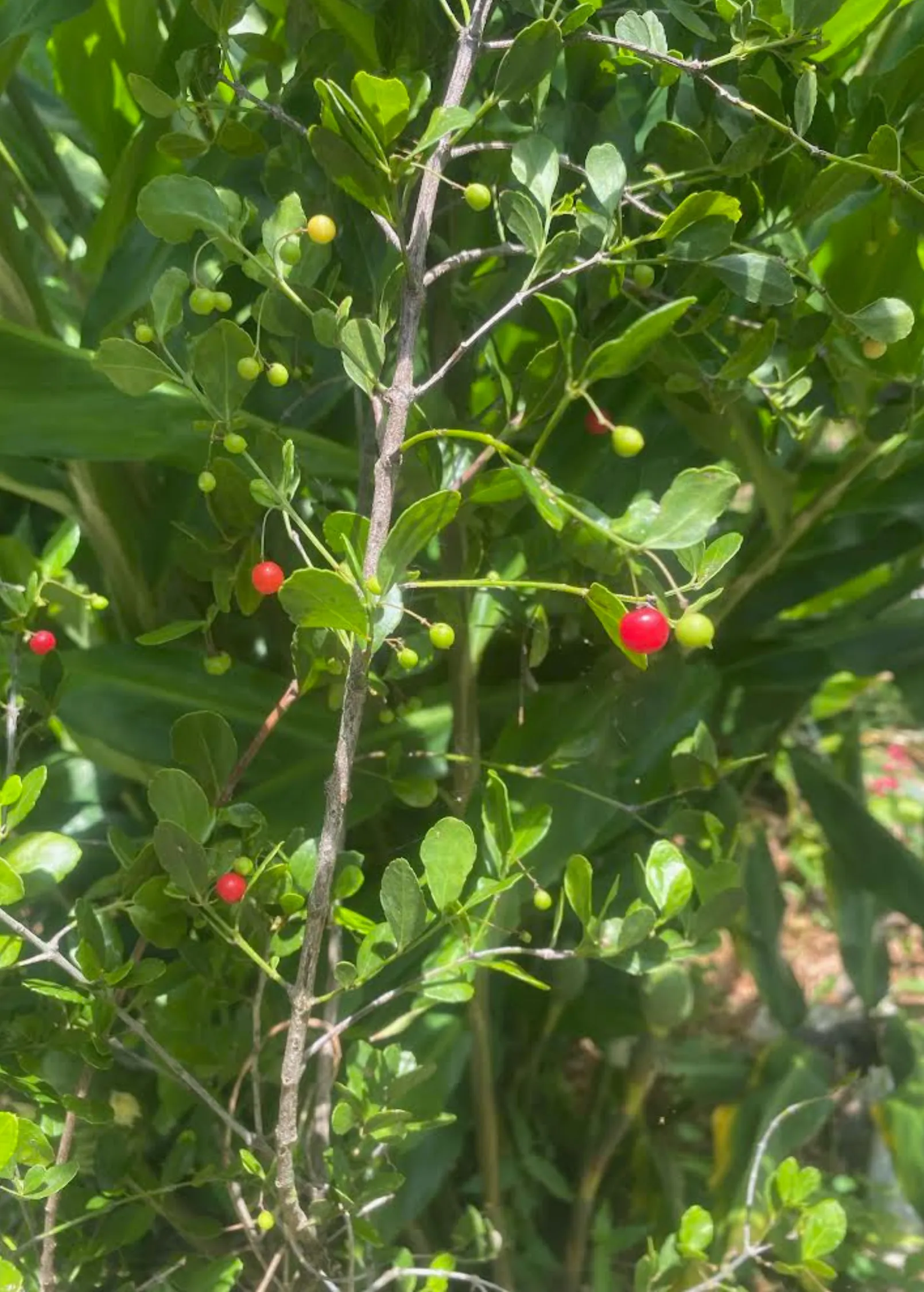 Maiden Berry (Crossopetalum rhacoma)