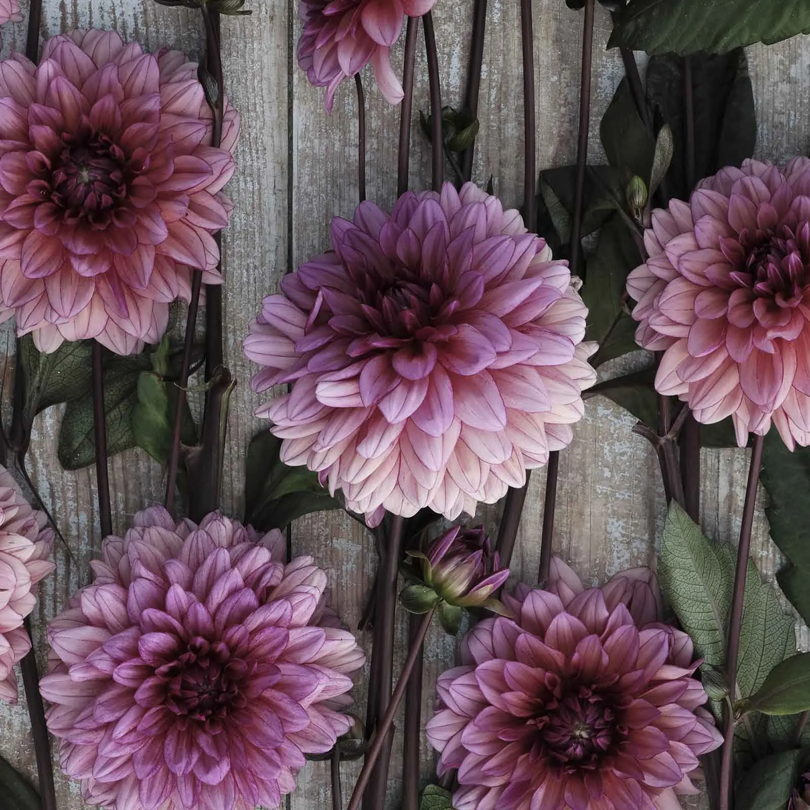 Molly Raven - Dahlia Bulbs (Decorative)