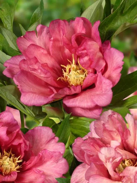 Paeonia - Peony Itoh Hillary