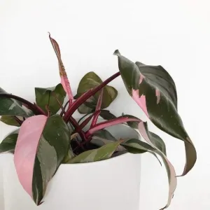 Pink Princess Philodendron