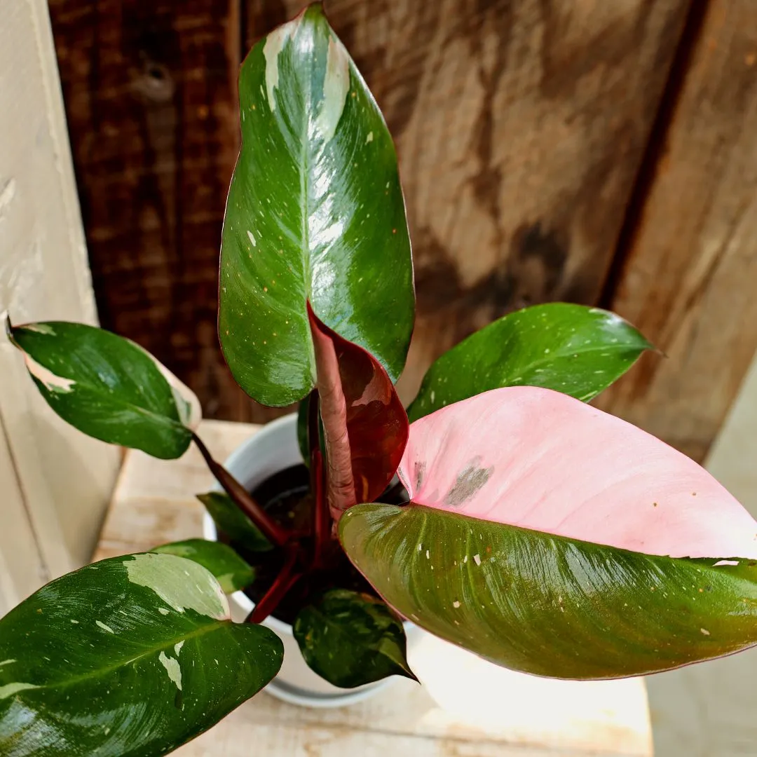 Pink Princess Philodendron