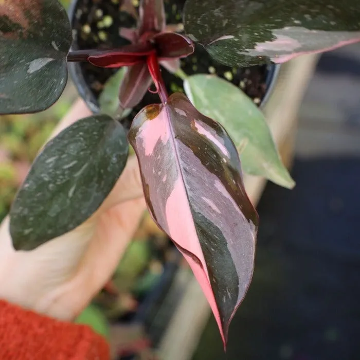 Pink Princess Philodendron