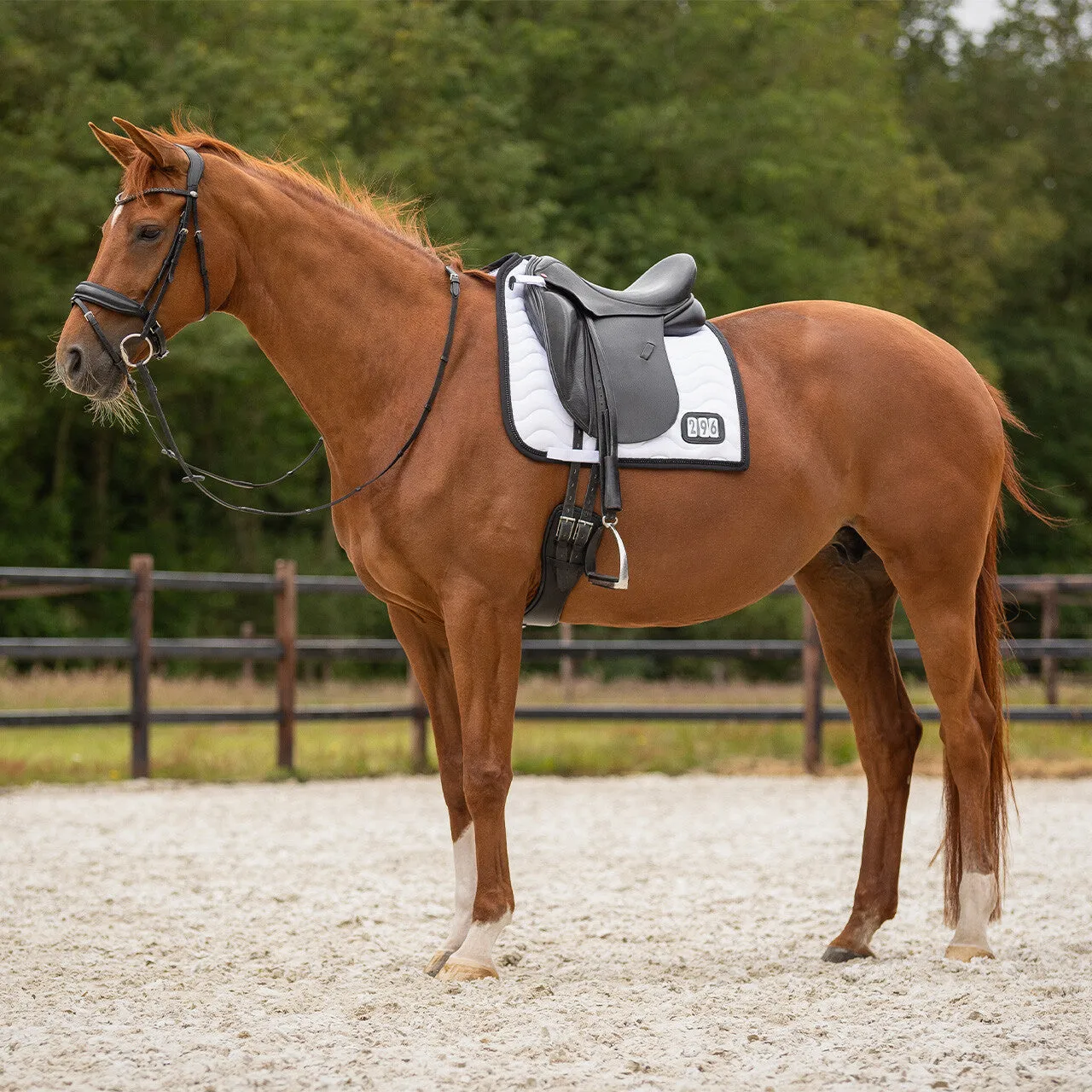 QHP Dressage Pad Sparkle Number