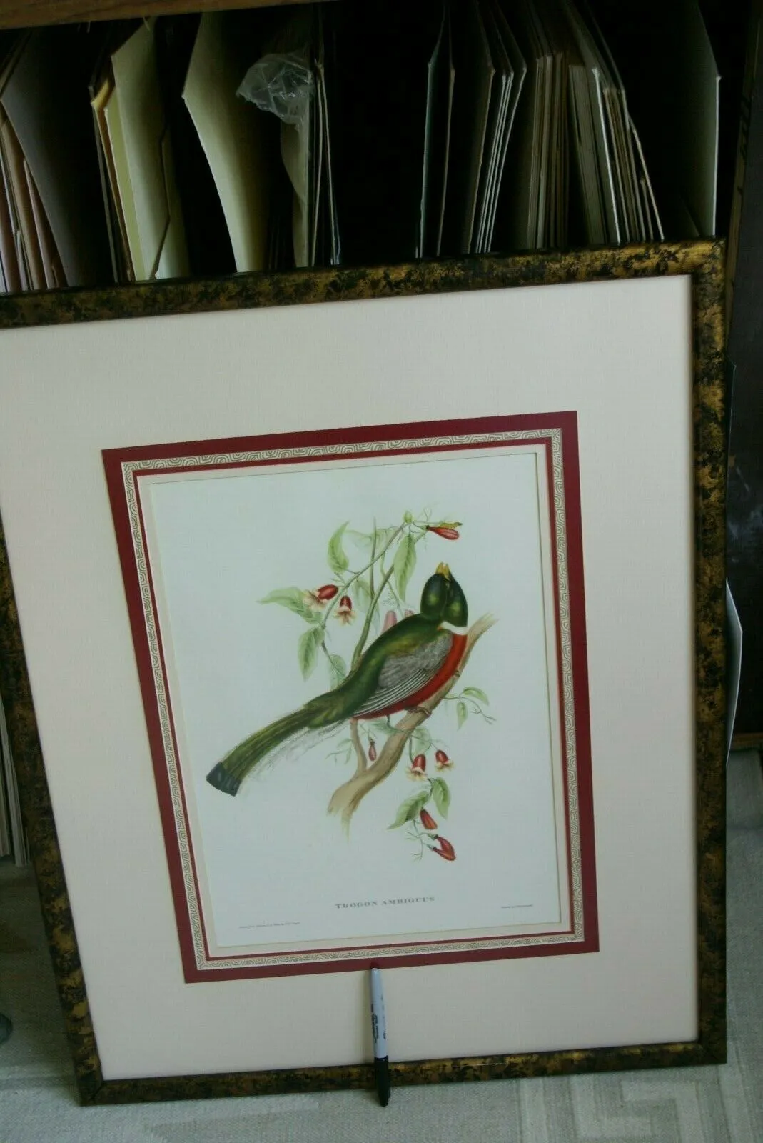 UNIQUE 29,5"X 23,5” 1955 GOULD TROGON AMBIGUUS BIRD FOLIO LITHOGRAPH FRAMED IN SIGNED ARTIST HAND PAINTED FRAME WITH 4 MATS TO ENHANCE THE ART WITHIN GORGEOUS DFPN94. DESIGNER WALL ART DÉCOR