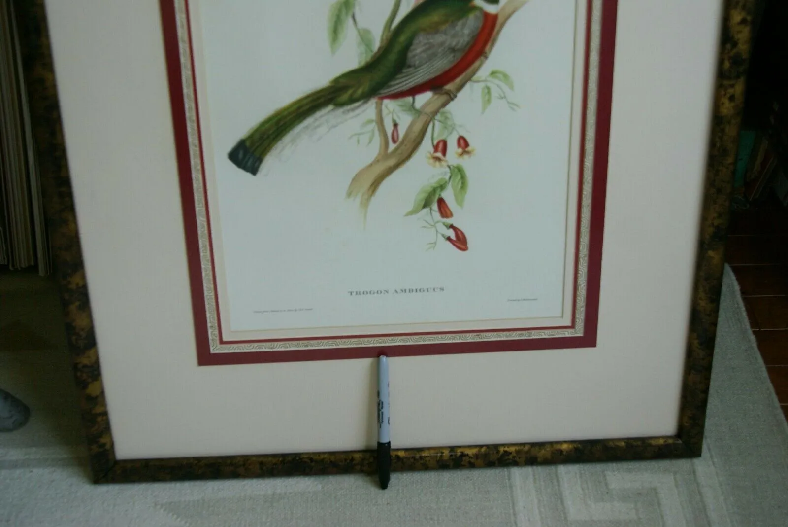 UNIQUE 29,5"X 23,5” 1955 GOULD TROGON AMBIGUUS BIRD FOLIO LITHOGRAPH FRAMED IN SIGNED ARTIST HAND PAINTED FRAME WITH 4 MATS TO ENHANCE THE ART WITHIN GORGEOUS DFPN94. DESIGNER WALL ART DÉCOR