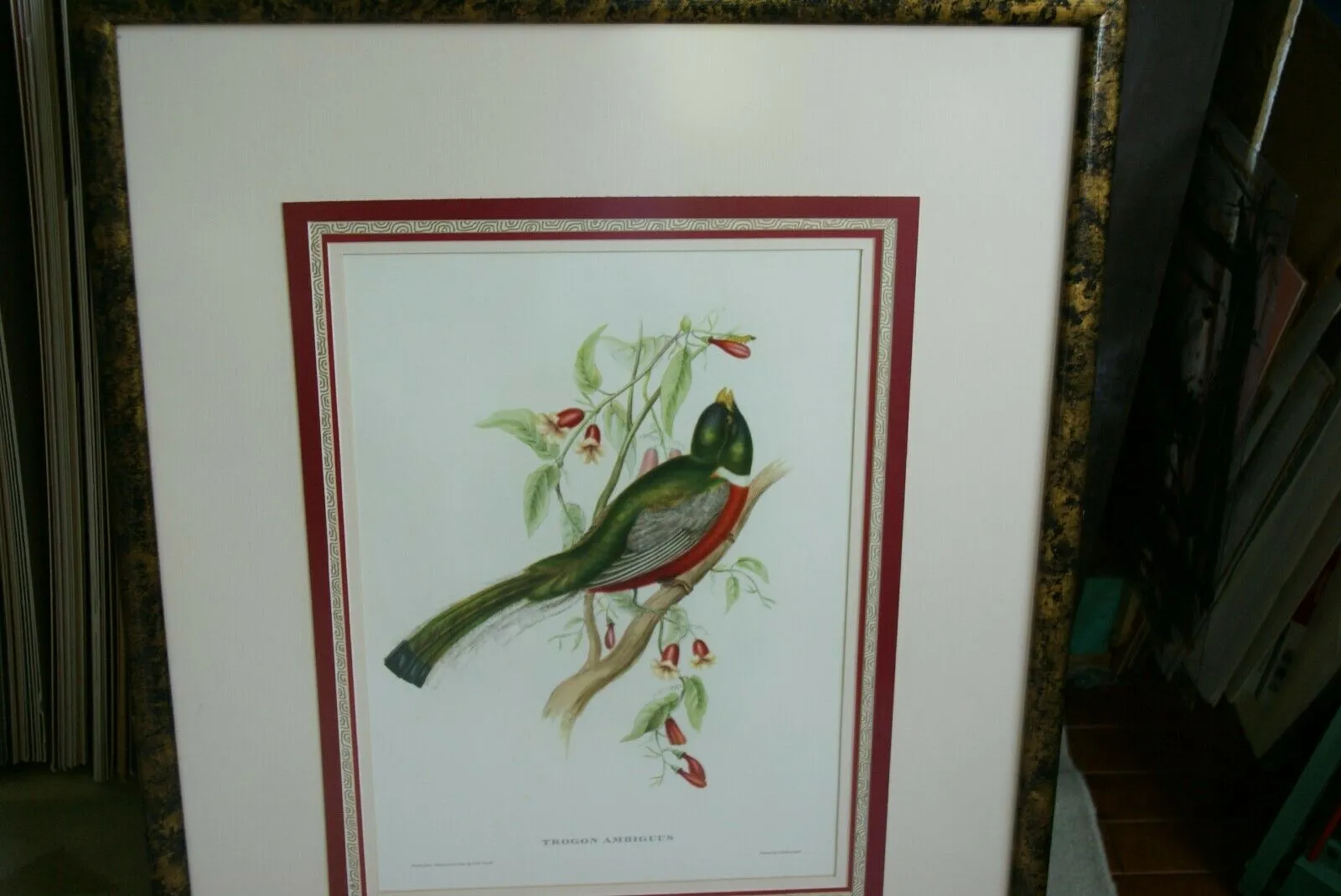 UNIQUE 29,5"X 23,5” 1955 GOULD TROGON AMBIGUUS BIRD FOLIO LITHOGRAPH FRAMED IN SIGNED ARTIST HAND PAINTED FRAME WITH 4 MATS TO ENHANCE THE ART WITHIN GORGEOUS DFPN94. DESIGNER WALL ART DÉCOR