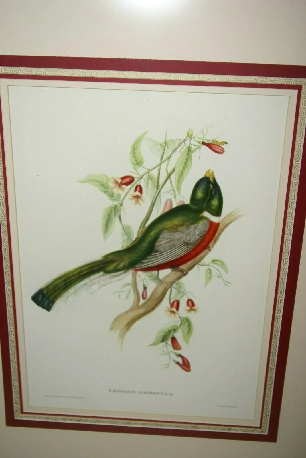 UNIQUE 29,5"X 23,5” 1955 GOULD TROGON AMBIGUUS BIRD FOLIO LITHOGRAPH FRAMED IN SIGNED ARTIST HAND PAINTED FRAME WITH 4 MATS TO ENHANCE THE ART WITHIN GORGEOUS DFPN94. DESIGNER WALL ART DÉCOR